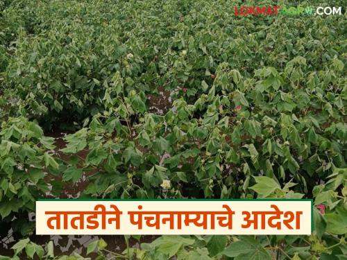 Agriculture Minister orders immediate assessment of crop damage caused by heavy rains in the state | राज्यात अतिवृष्टीमुळे झालेल्या पिक नुकसानीचे तातडीने पंचनामे करण्याचे कृषीमंत्र्यांचे आदेश