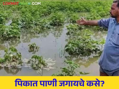 Rains for 'bonus' crops destroyed ; How to live? | पावसाने 'बोनस' पिकांची लावली वाट; जगायचे तरी कसे?