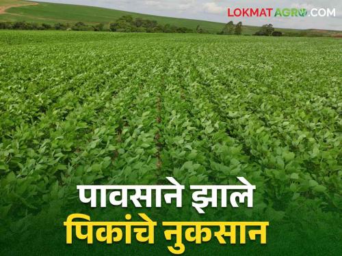 Crop Insurance : Farmers! In case of crop damage due to rain, inform the insurance company within 72 hours | Crop Insurance : शेतकऱ्यांनो! पावसाने पिकांचे नुकसान झाल्यास ७२ तासांमध्येच कळवा विमा कंपनीला