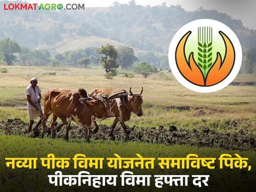 Latest News Pik Vima Yojana How much insurance premium will be paid per hectare under new crop insurance scheme | Navin Pik Vima Yojana : नवीन पिक विमा योजनेनुसार प्रतिहेक्टर किती विमा हप्ता भरावा लागेल?