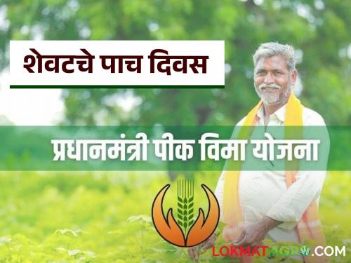 Latest News Pik vima July 15 last date to apply for crop insurance scheme see details | Pik Vima Yojna : पीक विमा योजेनसाठी पाच दिवस शिल्लक, शेतकरी बांधवाना नोंदणीचे आवाहन 