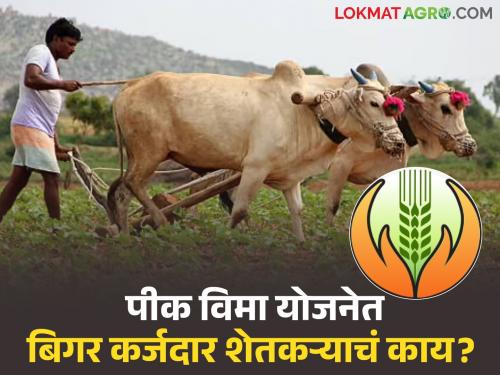 Latest news Pik Vima Yojana Can non-loanable farmers participate in new crop insurance scheme | Pik Vima Yojana : नव्या पीक विमा योजनेत बिगर कर्जदार शेतकरी सहभागी होऊ शकतात का? 