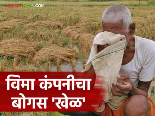 latest news Bogus Pik Vima: There is a stir in this district over the crop insurance scam; Read what is the case in detail | Bogus Pik Vima: पीक विमा घोटाळ्यावरून 'या' जिल्ह्यात खळबळ; वाचा काय आहे प्रकरण सविस्तर