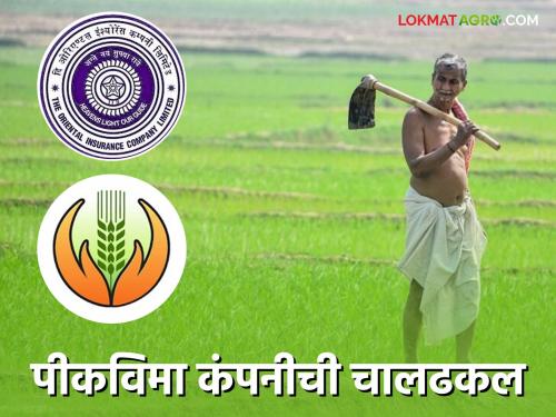 Latest News pik vima yojna 2023 crop insurance compensation still not received to ahmednagar farmers!  | Pik Vima Yojna : पीकविमा कंपनीची चालढकल, 2023 ची नुकसानभरपाई अजूनही शेतकऱ्यांना मिळालेली नाही! 