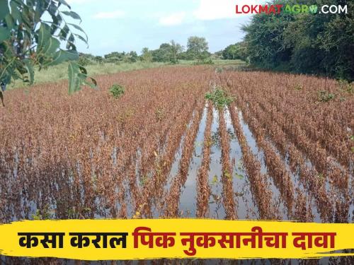 Crops have been damaged due to heavy rain, how to claim crop insurance compensation Read more in detail | अतिवृष्टीमुळे पिकांचे नुकसान झालंय पिक विमा नुकसान भरपाई मिळण्यासाठी कसा कराल दावा.. वाचा सविस्तर