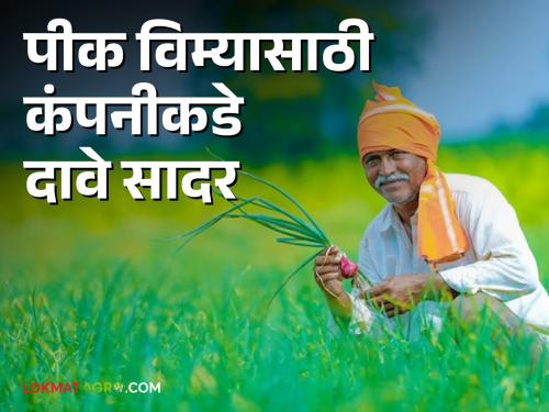 Crop Insurance : Claims submitted to the company for crop insurance in Vidarbha; When will farmers get crop insurance? Read in detail | Crop Insurance : विदर्भात पीकविम्यापोटी दावे कंपनीकडे सादर; शेतकरी पीक विमा मिळणार तरी कधी? वाचा सविस्तर