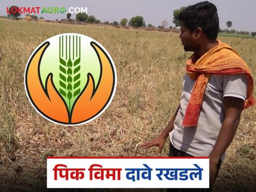 Latest News Agriculture News Insurance companies' crop insurance claims not approved | कृषी विभागाचा हलगर्जीपणा, उंबरठा उत्पादनास दिरंगाई, पीक विमा दावे रखडले