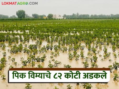 What is the formula for distributing crop insurance money to farmers? Know in detail | शेतकऱ्यांसाठी पिक विम्याचे पैसे वाटपाचा फॉर्म्युला कसा? जाणून घ्या सविस्तर