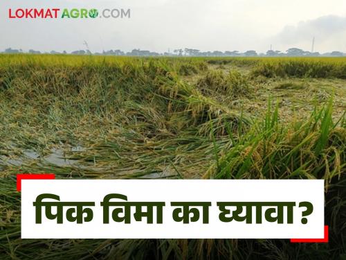 Pik Vima Claim : Why take out crop insurance and how to claim, read in detail | Pik Vima Claim : पीक विमा का काढावा व कसा करावा क्लेम वाचा सविस्तर