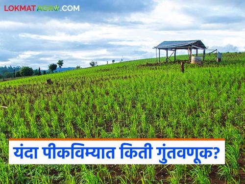 How much investment is the government making in the new crop insurance scheme; does it benefit the government or the companies? Read in detail | नवीन पीकविमा योजनेत सरकारची किती गुंतवणूक; फायदा सरकारला की कंपन्यांना? वाचा सविस्तर