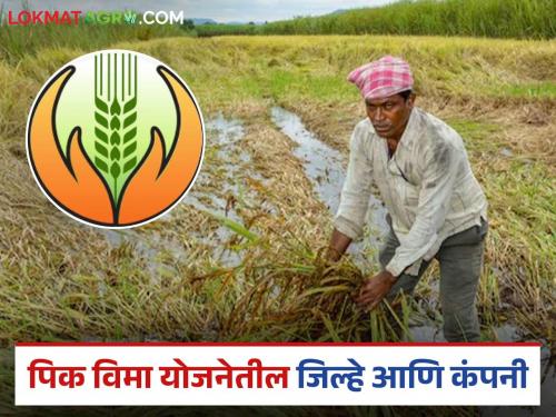 Latest News Pik Vima Yojana These districts included in new crop scheme, see district-wise insurance company | Pik Vima Yojana : नवीन पीक योजनेत 'या' जिल्ह्यांचा समावेश, पहा जिल्हानिहाय विमा कंपनी 