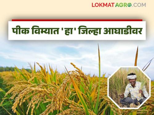 Pik Vima Yojana : How many farmers have taken crop insurance cover in the state in the last four days? | Pik Vima Yojana : गेल्या चार दिवसांमध्ये राज्यात किती शेतकऱ्यांनी घेतले पिक विमा संरक्षण?