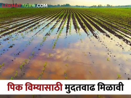 Pikvima: Last year's crop insurance money has now arrived in farmers account | Pikvima मागच्या वर्षीच्या पीक विम्याचे पैसे आता आले शेतकऱ्यांच्या खात्यावर