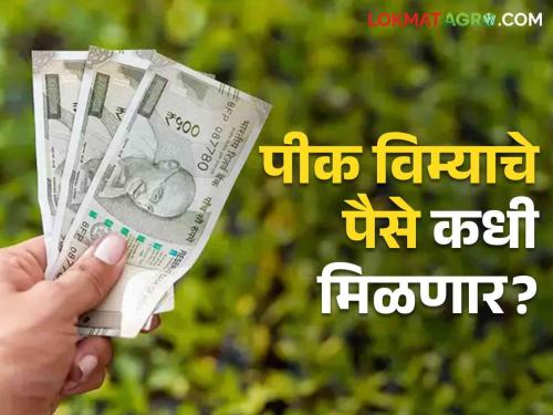 Agriculture News Crop insurance money of farmers for Kharif and Rabi seasons 2023-24 | Agriculture News : निवेदने दिली, आंदोलने झाली, पीक विम्याचे पैसे मिळणार कधी? नगरच्या शेतकऱ्यांचा सवाल 