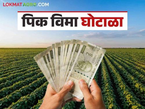 Latest News crop insurance Bogus Pik Vima Scam of 4 Crores Exposed in Nashik, Read Details  | Bogus Pik Vima : नाशिकमध्ये चार कोटींचा बोगस पीकविमा घोटाळा उघड, वाचा सविस्तर 