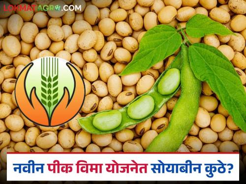 Latest News Navin Pik Vima Yojana Soybean crop in 15 district excluded from new crop insurance scheme | नवीन पिक विमा योजनेत 'या' जिल्ह्यातील सोयाबीन पीक वगळले, वाचा सविस्तर