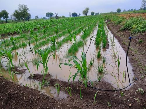 Follow up with the central government to make the deadline for reporting the information of crop loss to the insurance company 96 hours | पीक नुकसानाची माहिती विमा कंपनीला कळविण्याची मुदत ९६ तास करण्यासाठी केंद्र सरकारकडे पाठपुरावा