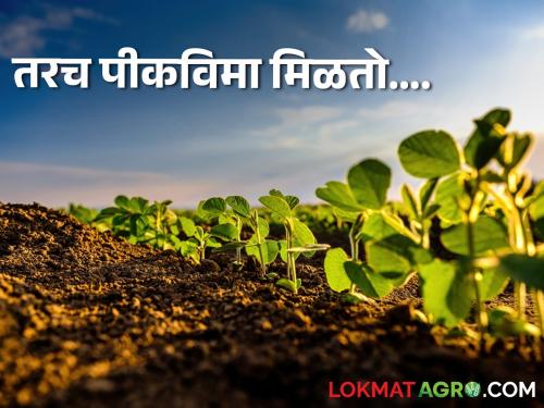 Latest News 'These' five things get farmers crop insurance by pmfby pikvima yojna | Crop Insurance : 'या' पाच गोष्टीमुळे शेतकऱ्यांना पीकविमा मिळतो, अन्यथा....