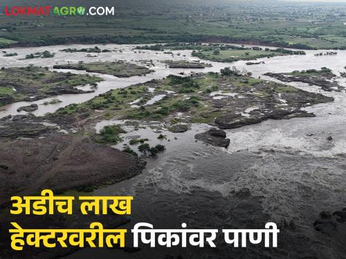 Latest News 2 lakh hectar crop damages by rain in Nashik district read in details | पावणेतीन लाखाहून अधिक शेतकऱ्यांची पिके मातीमोल, नाशिक जिल्ह्यातील परिस्थिती 