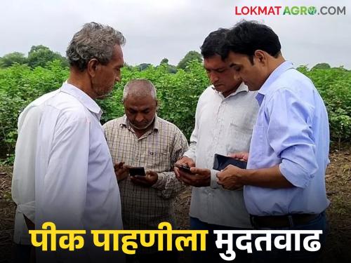 Latest News Pik Pahani Relief for farmers, crop inspection deadline extended till 31 october | Pik Pahani : शेतकऱ्यांना दिलासा, पीक पाहणीची मुदत वाढवली, आता 'या' तारखेपर्यंत करा 