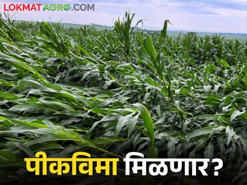 Central government crop insurance installment has stopped and farmers are waiting for compensation | केंद्राचा पीकविमा हप्ता रखडला अन् शेतकरी नुकसानभरपाईच्या प्रतीक्षेत