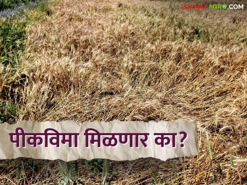 It is unacceptable for insurance companies to give hundred percent crop compensation | Crop Insurance शंभर टक्के पिक नुकसानभरपाई देणे विमा कंपन्यांना अमान्य