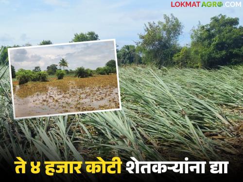 This year, the government's remaining Rs 4,000 crore for crop insurance premiums can be given to farmers | यंदा पीक विमा हप्त्यापोटी सरकारचे वाचलेले ४ हजार कोटी आपत्तीग्रस्त शेतकऱ्यांना देता येतील का? वाचा सविस्तर