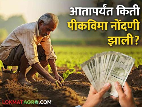 Latest News PM Fasal Yojna 2 lakh 67 thousand 303 farmers registered crop insurance applications in 24 hours | Crop Insurance : तुमच्या जिल्ह्यातील किती शेतकऱ्यांनी भरला पीकविमा अर्ज, वाचा सविस्तर 