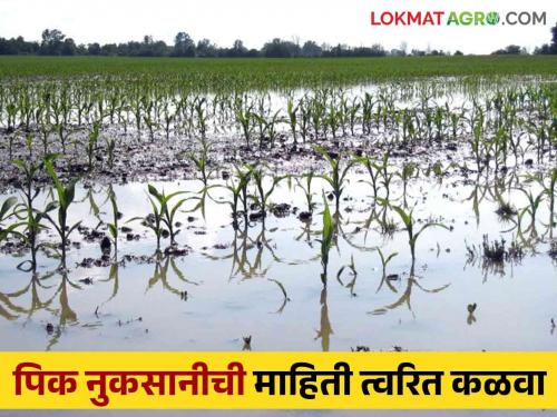 Pik Vima : Crop loss should be reported to insurance company within 72 hours | Pik Vima : पिकांच्या नुकसानीबाबत विमा कंपनीस ७२ तासांच्या आत कळवावे तरच होईल कार्यवाही