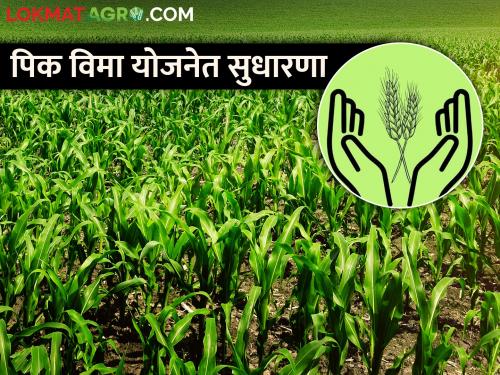 There will be improvement in the implementation of crop insurance scheme | राज्यात पीक विमा योजनेच्या अंमलबजावणीत सुधारणा होणार