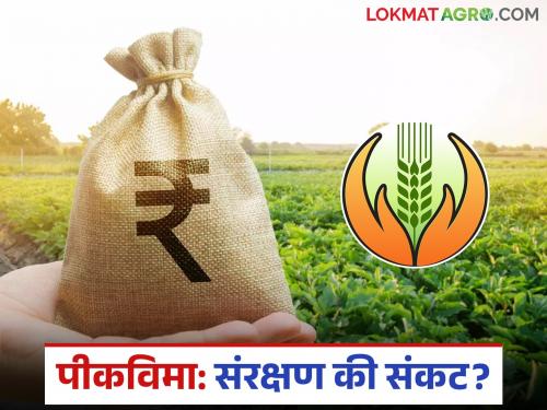 latest news Pik Vima Yojana: Farmers turn their backs on the crop insurance scheme; Only 47 percent participation! Read in detail | Pik Vima Yojana : पीक विमा योजनेकडे शेतकऱ्यांनी फिरवली पाठ; फक्त ४७ टक्के सहभाग! वाचा सविस्तर