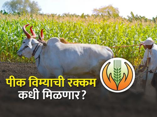 In which district will the advance amount of crop insurance be received before Diwali? | कोणत्या जिल्ह्यात पीक विम्याची अग्रीम रक्कम दिवाळीपूर्वी मिळणार