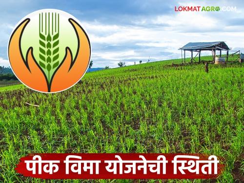 Latest news Pik Vima yojana Four lakh 58 thousand farmers of Nashik district participate in crop insurance scheme | Pik Vima Yojana : शेतकऱ्यांनी घरातून पैसे भरले, पीक विमा योजनेत सहभागी झाले, वाचा सविस्तर 