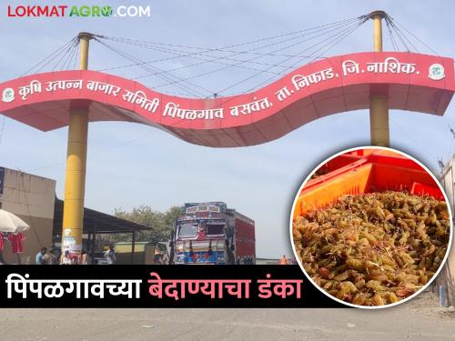 Latest News Demand for Pimpalgaon currants increased from all over the world | Nashik : पिंपळगावच्या बेदाण्याला जगभरातून मागणी वाढलीय, नेमकं कारण काय? 