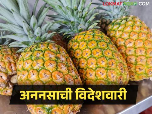 First batch of pineapples sent to UAE market | संयुक्त अरब अमिरातीच्या बाजारपेठेत अननसाची पहिली खेप रवाना