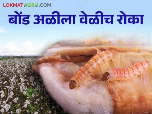 What to do if the infestation of pink bollworm appears in the time of flowering | गुलाबी बोंड अळीचा प्रादुर्भाव डोमकळ्याच्या स्वरूपात दिसला तर काय कराल उपाय