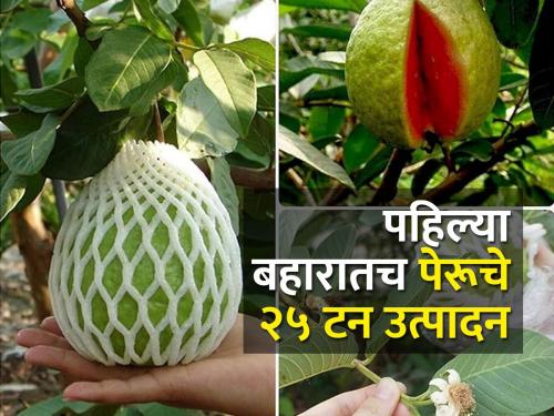 An income of Rs.30 lakh from the production of 25 tonnes of guava | २५ टन पेरूच्या उत्पादनातून तीस लाख रुपयांचे उत्पन्न