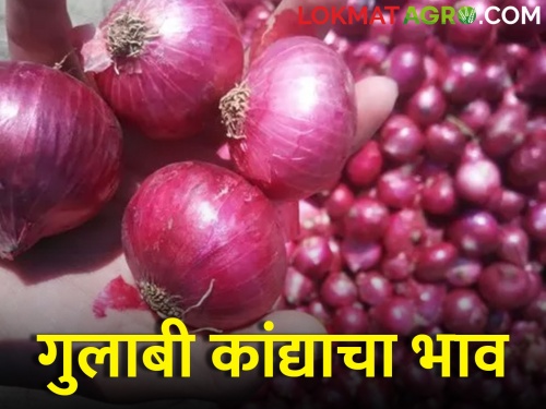 Fall in price of pink onion; How is the onion market price going in the nagar? | गुलाबी कांद्याचे भावात घसरण; नगरला कसा सुरु आहे कांदा बाजारभाव