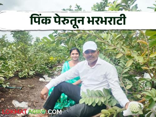 A highly educated couple earned 24 lakhs in the first year from one and a half acres of pink guava | उच्चशिक्षित दाम्पत्याने दीड एकर पिंक पेरूतून पहिल्या वर्षीच केली २४ लाखांची कमाई