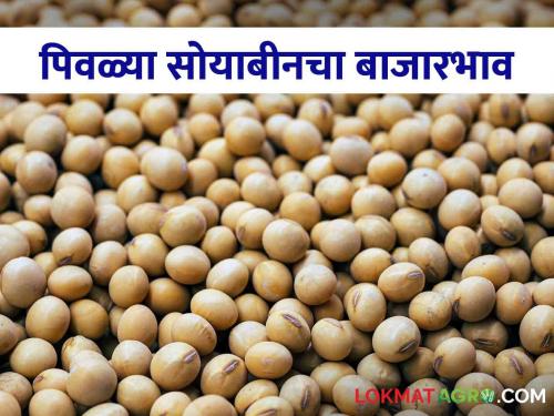 Latest news todays Soyabean Bajarbhav in market yard check here market price | Soyabean Bajarbhav : तासगाव, मुखेड आणि पालम बाजारात पिवळ्या सोयाबीनला काय भाव? जाणून घ्या सविस्तर 