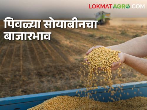 Latest News Todays Soyabean Market price in latur market yard check here bajarbhav | Soyabean Bajarbhav : लातूर बाजारात सोयाबीनला सर्वाधिक भाव मिळाला, वाचा सविस्तर बाजारभाव 