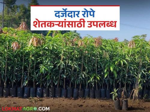 latest news Nursery Plants For Farmers: Farmers will get quality seedlings at low cost; Read in detail where and how | Nursery Plants For Farmers: शेतकऱ्यांना मिळणार कमी खर्चात दर्जेदार रोपे; कुठे, कसे वाचा सविस्तर