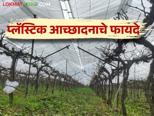 Latest News Grape Crop Cover What are benefits of putting plastic cover on grape farming Read in detail  | Grape Crop Cover : द्राक्ष बागेवर प्लॅस्टिक आच्छादन टाकल्यास काय-काय फायदे होतात? वाचा सविस्तर 