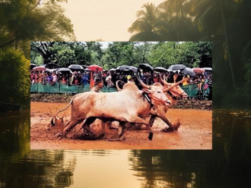 ploughing competition of KoKan, Govil villagers experienced the thrill | गोवीळ ग्रामस्थांनी अनुभवला नांगरणी स्पर्धेचा थरार