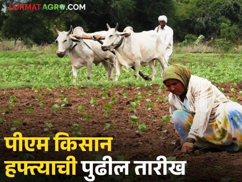 Latest News pm kisan hafta next 20th week of PM Kisan can be distributed on 2 august date, pm modi visit | PM Kisan Scheme : पीएम किसानचा पुढील 20 वा हफ्ता 'या' तारखेला वितरित होऊ शकतो, कारण.... 