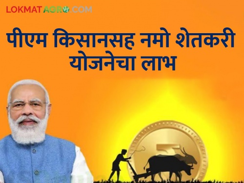 Latest News PM Narendra Modi will get funds for Namo Shetkari Yojana with PM Kisan on February 28 | PM Kisan : 'या' दिवशी मिळणार पीएम किसानसह नमो शेतकरी सन्मान योजनेचा हफ्ता