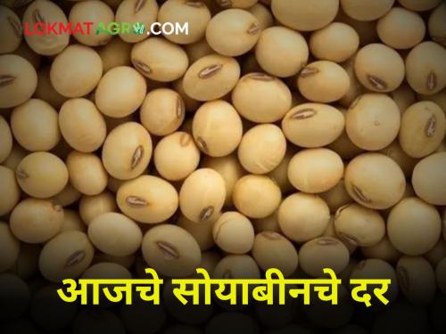 Soybean Rates: How much is the rate of newly imported soybeans? | Soybean Rates : नव्याने आवक होत असलेल्या सोयाबीनला किती मिळतोय दर?