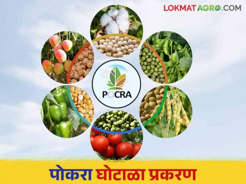 Pockra Scam: Pockra Scam: Then Agriculture Officer Sheetal Chavan Suspended;  How to promote despite corruption?  | Pockra Scam : पोकरा घोटाळा : तत्कालीन कृषी अधिकारी शीतल चव्हाण निलंबित;  भ्रष्टाचार करूनही बढती कशी? 