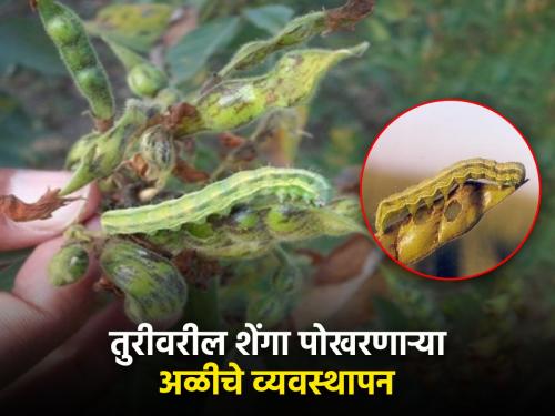 How to control pod borer on tur pigeon pea crop? | तूर पिकावरील शेंगा पोखरणारी अळीचे नियंत्रण कसे कराल?