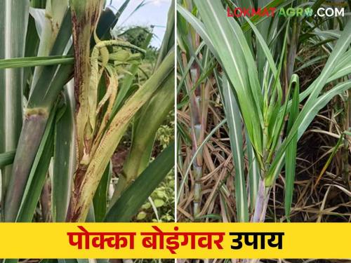 Poka Boing in Sugarcane : Control measures for poka boing disease in sugarcane crop | Poka Boing in Sugarcane : ऊस पिकामध्ये वाढतोय पोक्का बोइंग रोगाचा प्रादुर्भाव करा हे उपाय